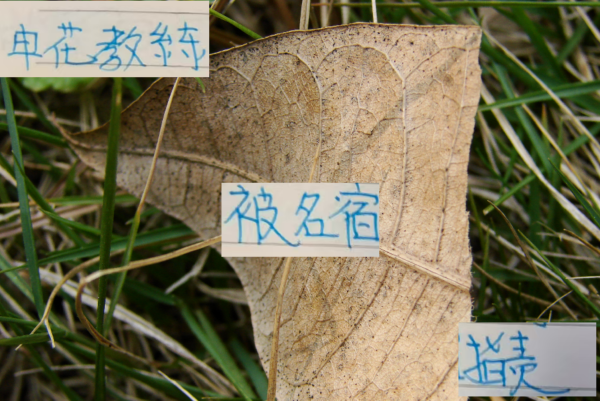 蚂蚁策略 对比曹赟定对申花教练说法 感觉塞蒂恩对张稀哲使用才是大智慧