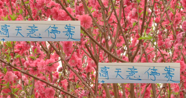 诚利和 申花好消息！高天意依然是助攻榜一大哥 坏消息打山东他停赛